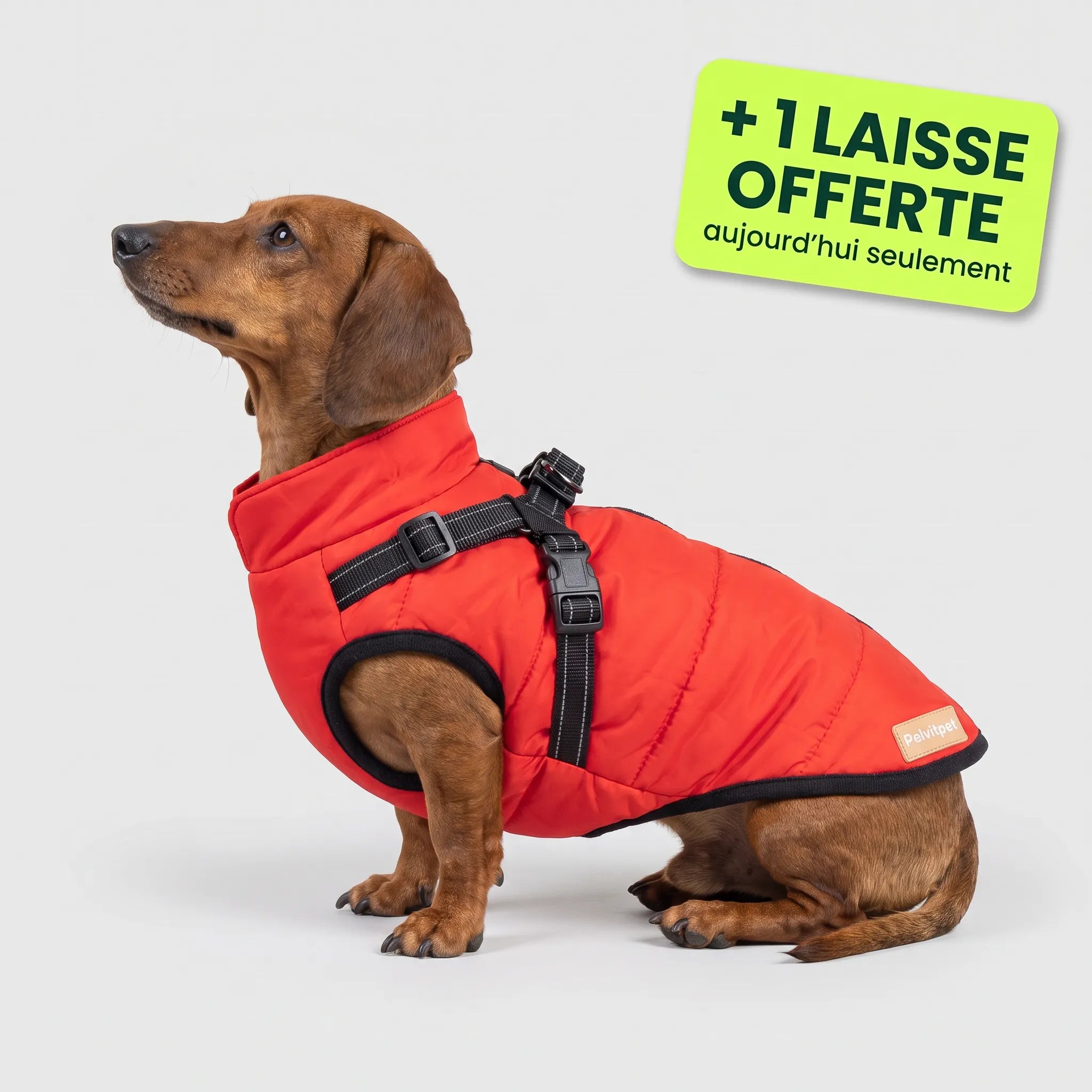 Pelux Thermo™ — Manteau pour chien avec harnais intégré
