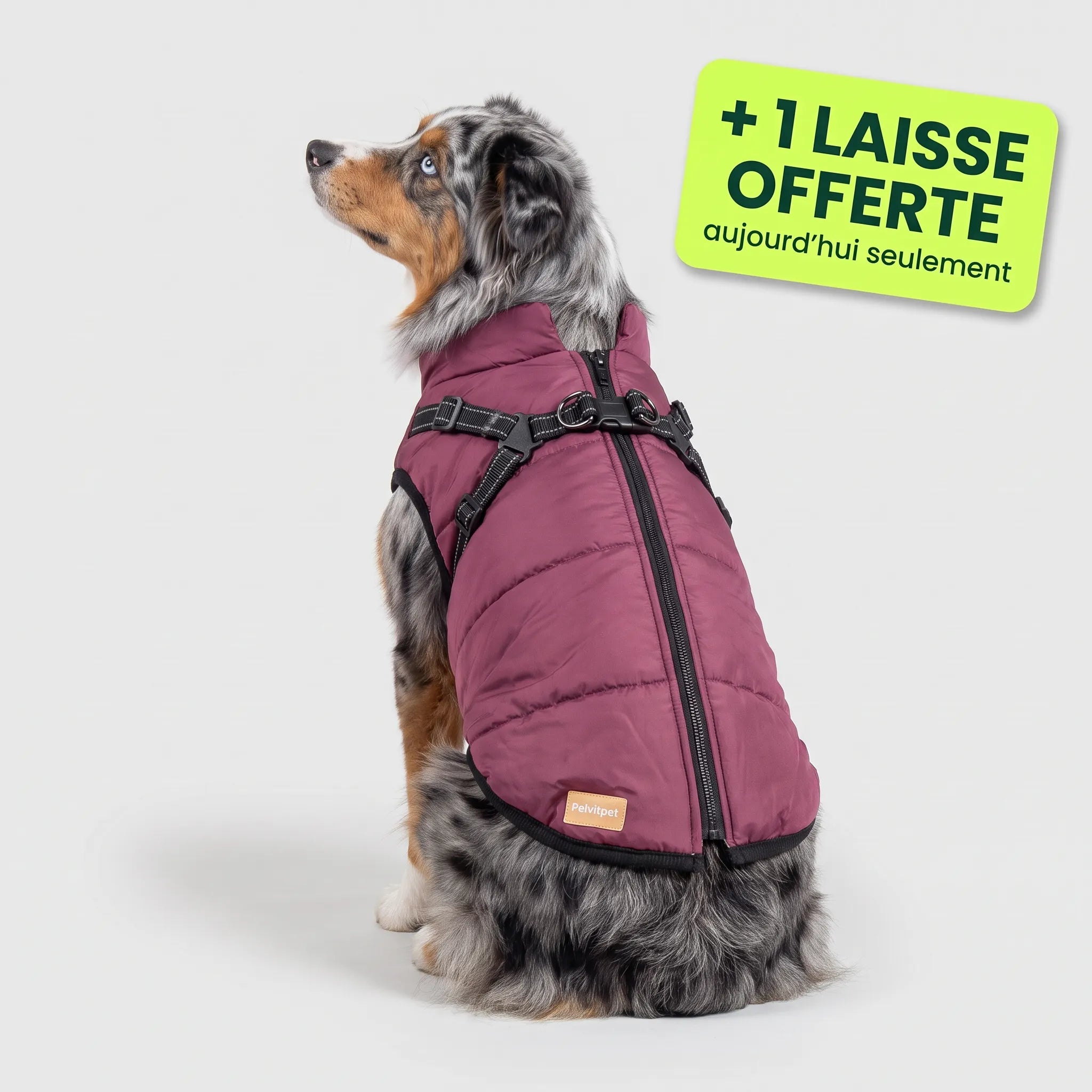 Pelux Thermo™ — Manteau pour chien avec harnais intégré