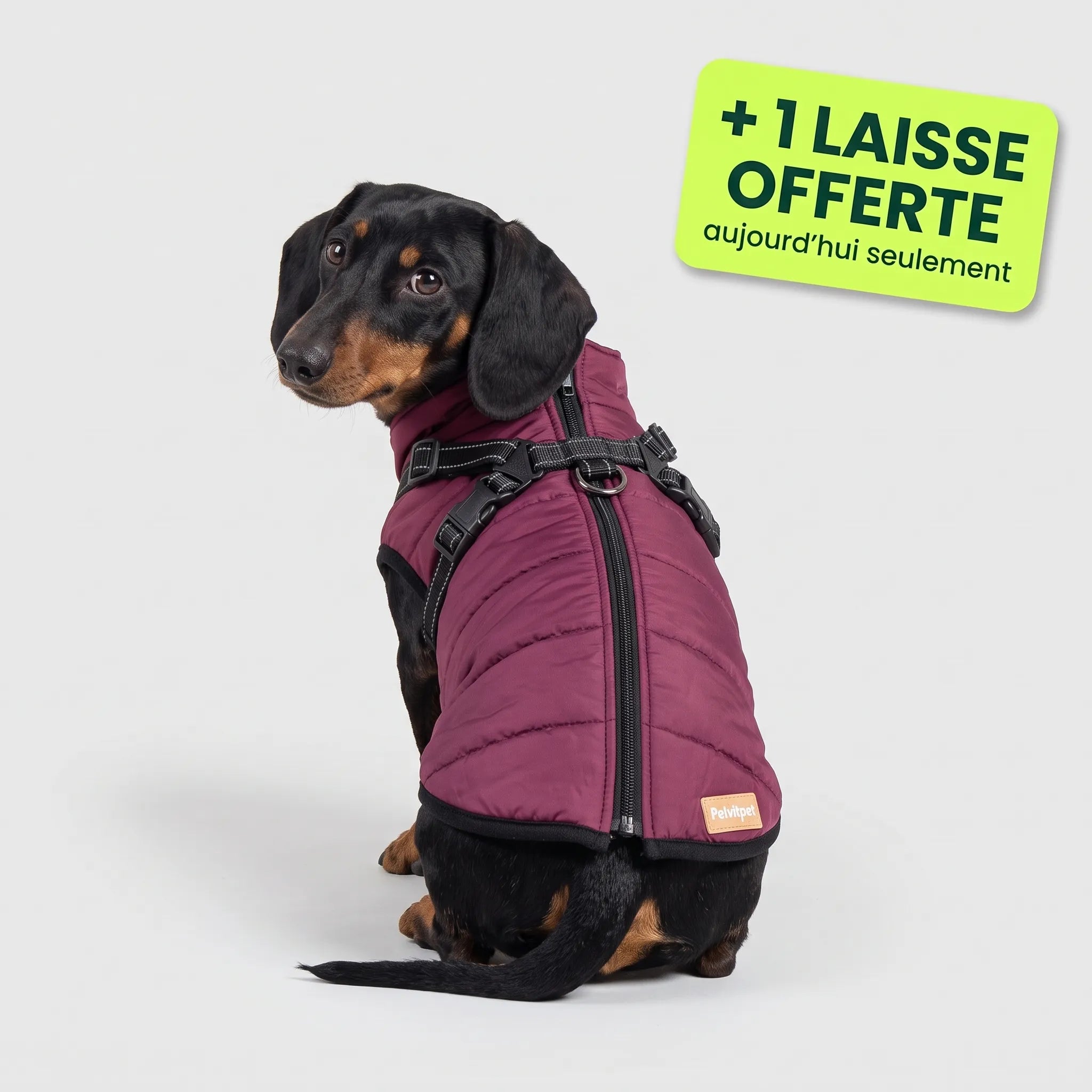 Pelux Thermo™ — Manteau pour chien avec harnais intégré
